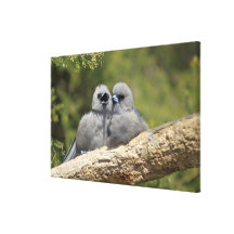 Svarten vände mot Woodswallow, Artamuscinereus Kanvastryck