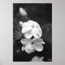 Svartvit Jasminaffisch