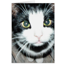 Svartvit katt hälsningskort