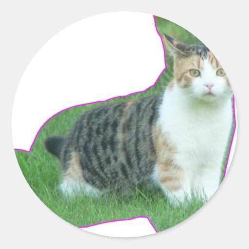 Svartvit katt i gräs klistermärke