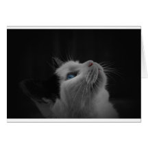 Svartvit katt kort