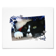 Svartvit katt, santa hatt, glitter och en tass foton