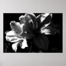 Svartvitt affischtryck för dubbla Daylilies