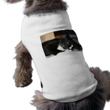 svartvitt besegrar ljuga för smokingkatt ett öppet hund tshirt