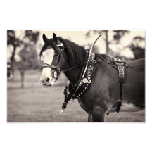 Svunnna dagar - Clydesdale häst Fotografiskt Tryck