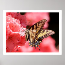 Swallowtail Butterfly on Pink Azalea Poster