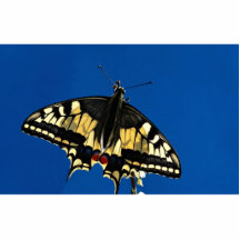 Swallowtail fjäril acrylic cut outs