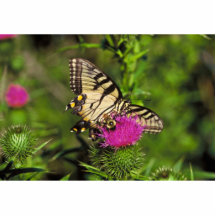 Swallowtail fjäril & bi på thistle photo cutout