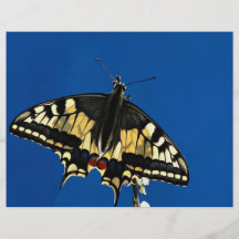 Swallowtail fjäril flygblad designs
