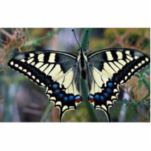 Swallowtail fjäril photo cutout