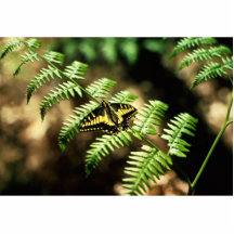 Swallowtail fjäril photo cutouts