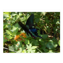 Swallowtail fjäril vykort