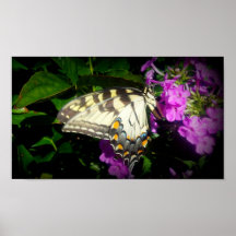 Swallowtailen 2 print