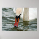 Swan Print