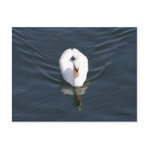 Swan -Heart Postkarten