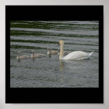 Swanfamilj Affisch