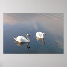 Swans på den Donegal fjärden Posters