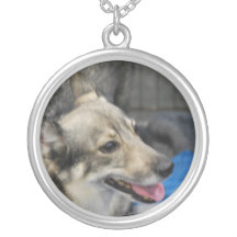 swedish-vallhund-2.jpg anpassningsbar halsband