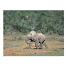 Sydafrika Addo elefantnationalpark. Baby Vykort