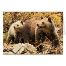 Synchro Grizzly Hälsnings Kort