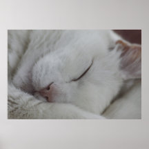 Ta en katt ta sig en tupplur affisch