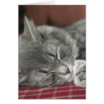 Ta sig en tupplur tabby katt Notecard Hälsnings Kort
