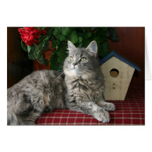 Tabby katt & Birdhouse Notecard Hälsnings Kort