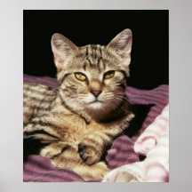 tabby kattporträtt print