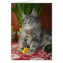 Tabby & påskliljar Notecard Kort