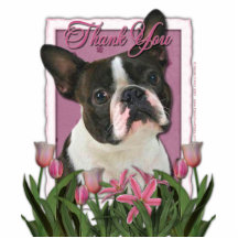 Tacka dig - rosa tulpan - den Boston terrieren Photo Cutouts
