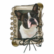 Tacka dig - stentassar - den Boston terrieren Photo Cut Out