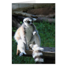 Tailed Lemur för Zooserie ring Kort