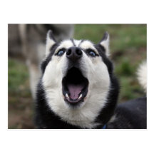talande husky vykort