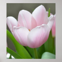 Tända - den rosa tulpan print