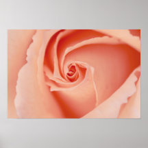 Tända - rosa ros 01 print