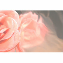Tända - rosa rosreflexionen i silver photo sculpture