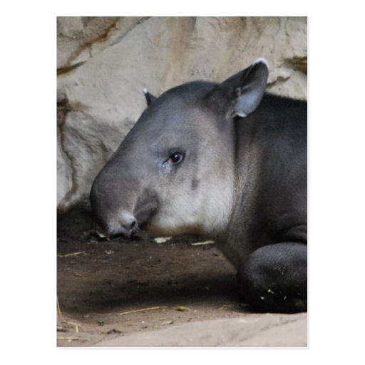 Tapirvykort