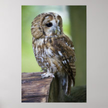 Tawny Owl Print