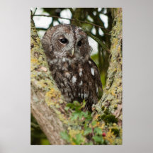 Tawny uggla affisch