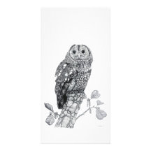 Tawny uggla - fotokort