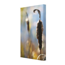 *TBAWinner*   Cattails Sträckt Canvastryck
