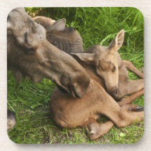 Tender Moments Drink Coaster