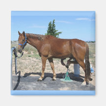 Tennessee som går hästpedicuren - Equine humor Kylskåpmagneter