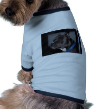 Terrier för amerikangroptjur hund kläder