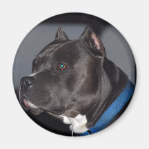 Terrier för amerikangroptjur magneter