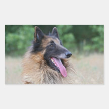 tervuren herden rektangelformade klistermärken