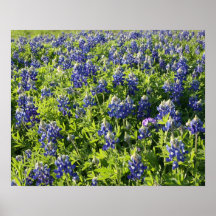 Texas Bluebonnets Affischer