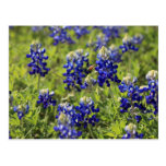 Texas Bluebonnetsvykort