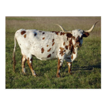Texas Longhornko Vykort