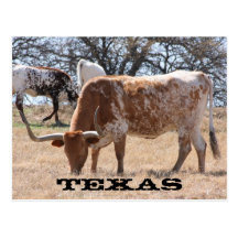 Texas Longhornvykort